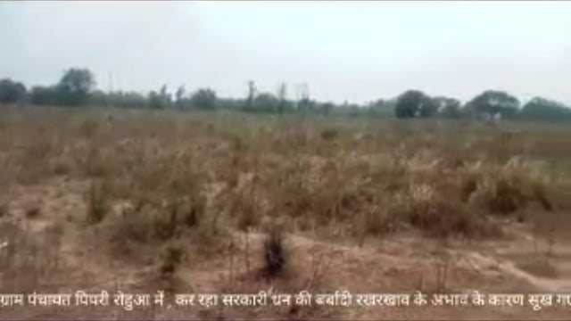 गोंडा  ब्रेकिंग न्यूज़ वन विभाग कर रहा सरकारी धन की बर्बादी रखरखाव के अभाव में सूख गए पौधे