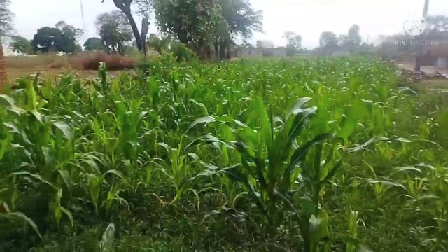 सोमवार आधी रात को हुई बारिश से किसानों के चेहरे खिले उमस भरी गर्मी से मिली लोगों को राहत मौसम सुनहरा