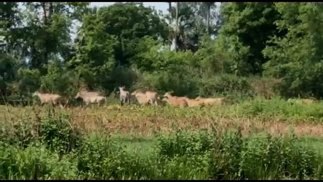 बिंद प्रखंड क्षेत्र में नीलगाय के आतंक से किसान परेशान