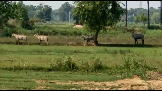 बिंद प्रखंड क्षेत्र में नीलगाय के आतंक से किसान परेशान