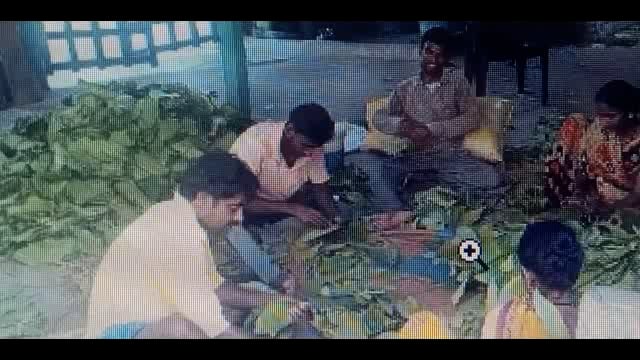 तेंदुपत्ता संकलनाने मिळतोय नागरिकांना रोजगार