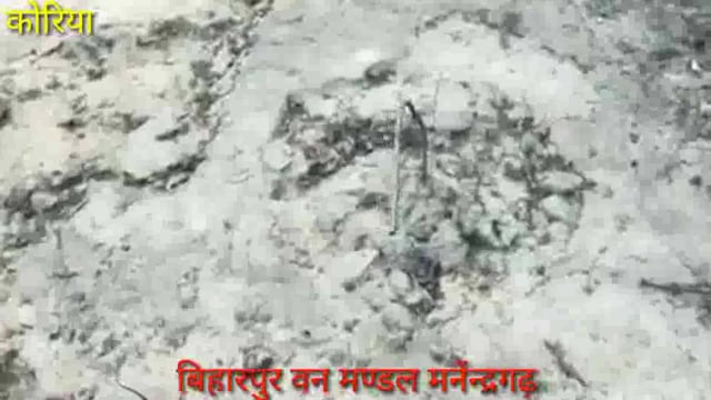 वन मंडल मनेंन्द्रगढ़ के वन परीक्षेत्र बिहार पुर में शासन को लगा लाखों रुपए का चूना, वन परीक्षेत्र अधिकारी जिम्मेदार