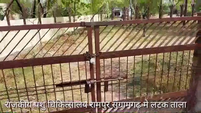 राज0 पशु चिकित्सालय वीर सिंहपुर, रामपुर संग्रामगढ़,मे १० बजे तक लटक रहा ताला अलीगढ़ वाला,साशनादेश को दिखाया ठेंगा
