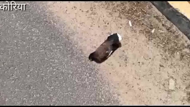 स्थानीय विधायक व संसदीय सचिव अंबिका सिंह देव ने लोगों से कि आज निवेदन घर के बाहर रखे पानी