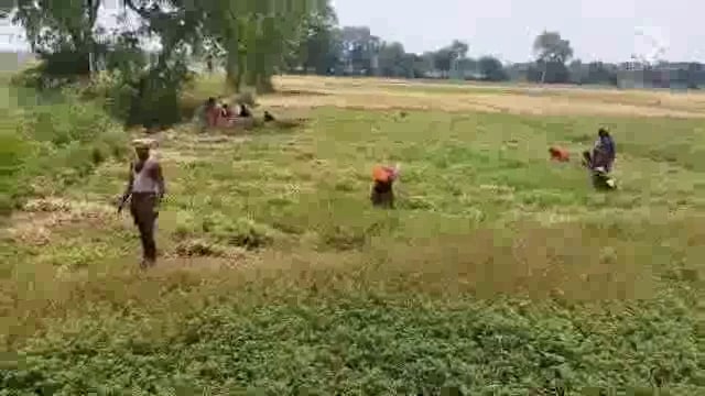 प्याज के पैदाबार को देख क्षेत्र के किशानों में बढ़ी चिन्ता