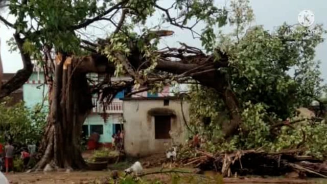 आंधी से 100 साल वाला बरगद पर टूटा, आंगनबाड़ी केंद्र का किनारा हुआ क्षतिग्रस्त