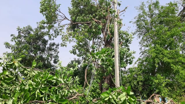 चानन  : बुधवार को आये तेज आंधी-तूफान से कोई पेड व बिजली पोल सड़क पर गिरा आवागमन बाधित। 