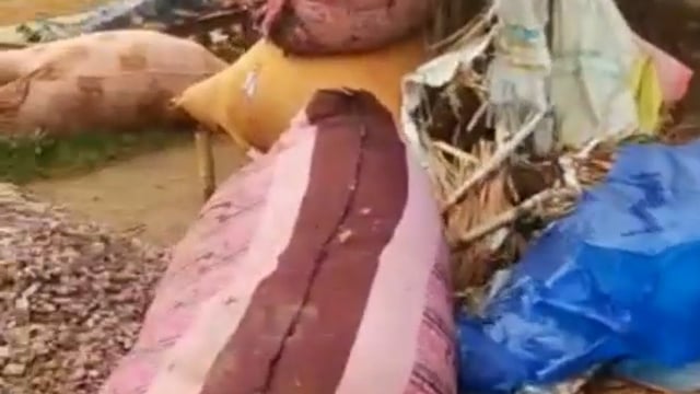 चानन  : मलिया में पेड से दबकर महिला का मौत में बीडीओ ने दिया सरकारी सहायता का आश्वासन। 