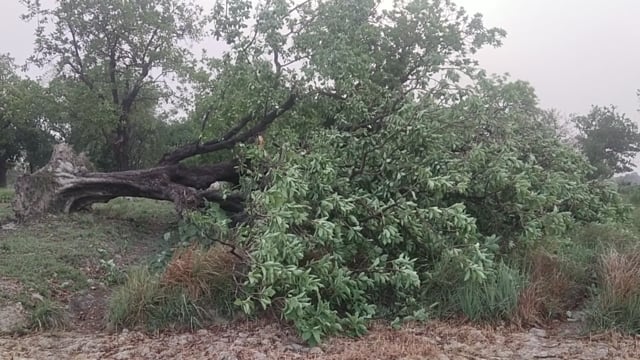 प्रतापगढ़ जिले के कुंडा और बिहार क्षेत्र में आंधी आए दिन आने से बिजली व्यवस्था हुई ध्वज पेड़ पौधे भी हो रहे नष्ट