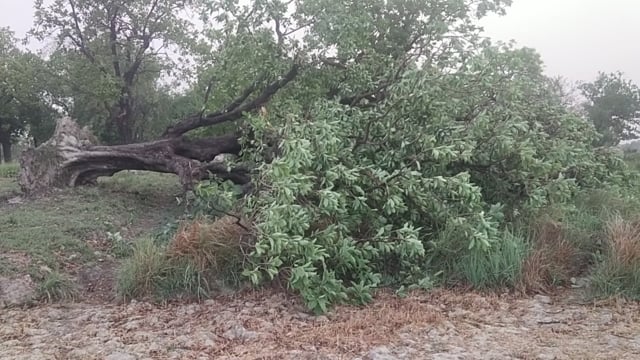 प्रतापगढ़ जिले के कुंडा और बिहार क्षेत्र में आंधी आए दिन आने से बिजली व्यवस्था हुई ध्वज पेड़ पौधे भी हो रहे नष्ट