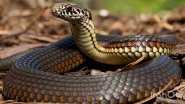 चिमूर तालुक्यातील सोनेगाव वन येथील 65 वर्षीय महिलेचा साप चावल्याने मृत्यू,