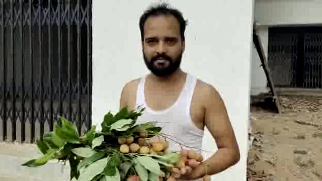 पत्थलगांव क्षेत्र में इस बार लीची की बंपर पैदावार और अच्छी आमदनी से किसान खुश