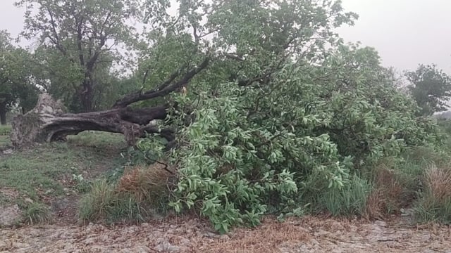 प्रतापगढ़ जिले के बिहार बाजार के अंतर्गत वन विभाग की लापरवाही से लाखों की लकड़ी का हुआ खेल वन विभाग रहा नदारद