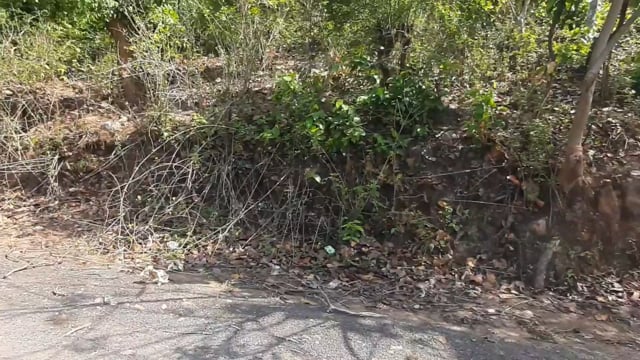 चानन  : श्रृंगीऋषि जंगल में युवक की लाश की सूचना पर पुलिस ने चलाया ऑपरेशन। 