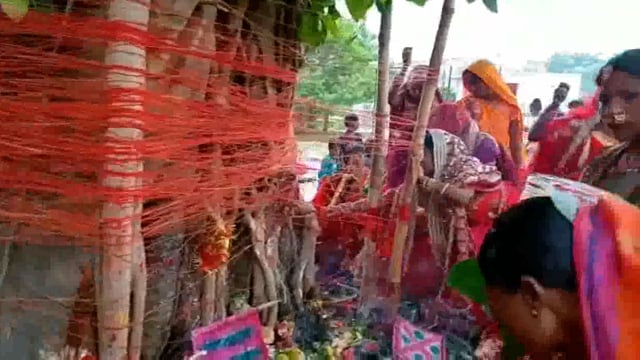 सिमरी बख्तियारपुर प्रखंड क्षेत्र में सुहागिन महिलाएं धूमधाम से मना रही है वट सावित्री पूजा