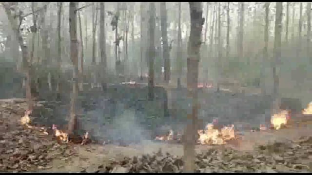 तिलौति गांव में एक बागीचे में अचानक आग लग गई,कई पेड़-पौधे धू-धूकर जले