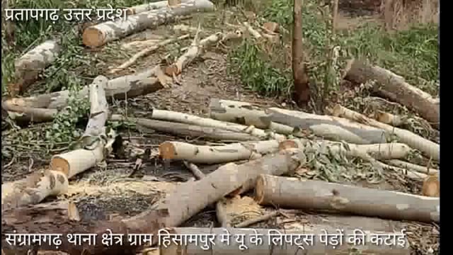 संग्रामगढ़ थाना क्षेत्र ग्राम हिसामपुर ग्राम समाज के बेलवा तालाब में लगे मोटे लिपट्स पेड़ों को काटा, ग्रामीणों मे आक्रोश