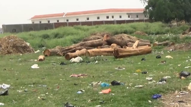 सिद्धार्थनगर पकडिहवा के पास हरे पेड़ों की कटान जोरों पर जिम्मेदार बेखबर 