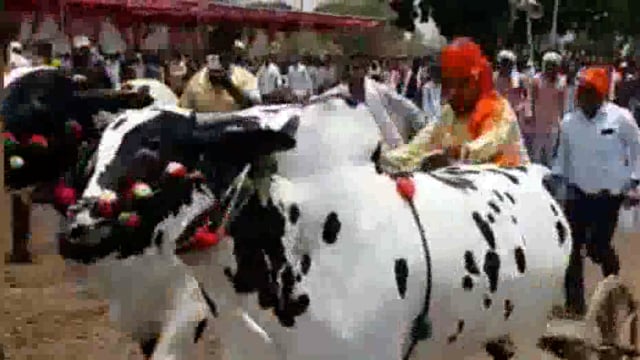 शंकर पटात बुलडाण्याचे शिवसेना खासदार प्रतापराव जाधव यांनी उडवला धुरळा