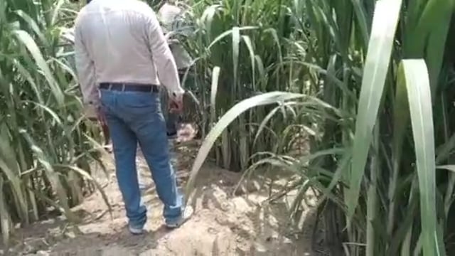 वजीरगंज गोंडा के ग्राम पंचायत नियामतपुर में बजाज चीनी मिल के यूनिट हेड मनोज सिंह गन्ना किसानों से मुलाकात कर दिया आवश्यक