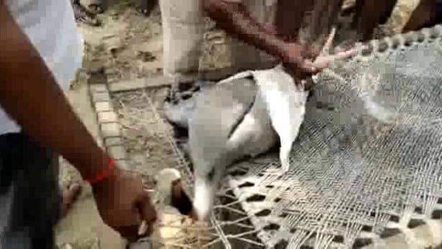 सिद्धार्थनगर जिले के करमैनी के पास विधुत की चपेट में आने से सारश की मौत 