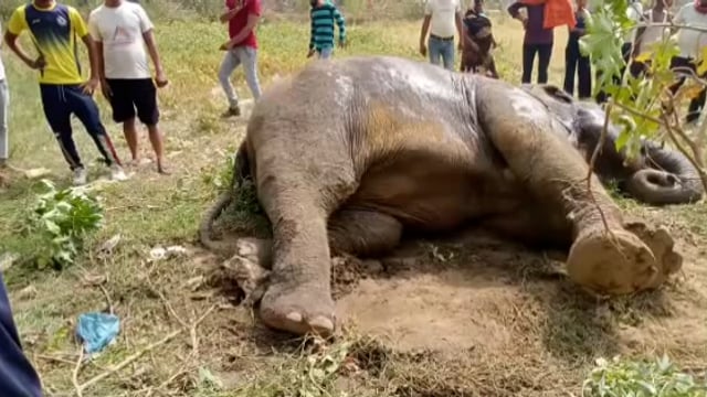 गुरबक्श गंज थाना क्षेत्र के कौनसा गांव के पास अज्ञात वाहन ने हाथी को जोरदार मारी टक्कर गंभीर रूप से घायल।