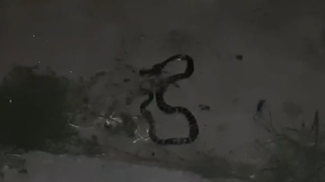 ग्राम पंचायत सेमरा से कुल 14 वर्षीय बालिका के पैर में लिपटा सांप लोगों ने मार कर बचाई जान