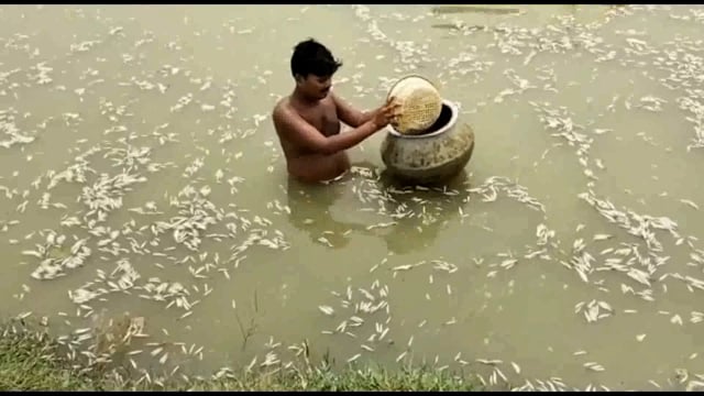लखाचक गॉव स्थित गांधी रोड में मछली पालन में 340000 रुपया का जीरा में दिया असामाजिक तत्वों के द्वारा दिया जहर