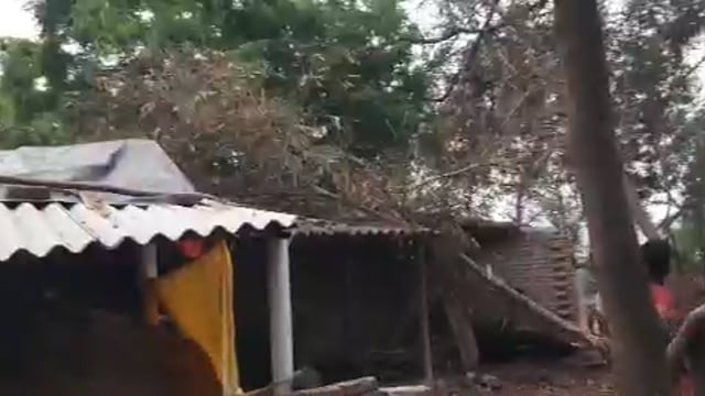 ग्राम पंचायत चौकड़िया गरीब विधवा महिला की आवास पर गिरा पेड़ चद्दर टूटकर हुआ नुकसान