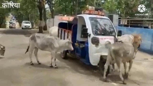 बैकुण्ठपुर शहर मे रोटी बैंक देखते ही गौ वंशों का लग जाता है हुजुम