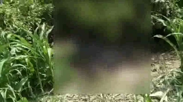 लहरपुर में बीमारी के चलते मवेशी की हुई मौत शव को गांव के निकट डाला गया दुर्गंध से ग्रामीण परेशान