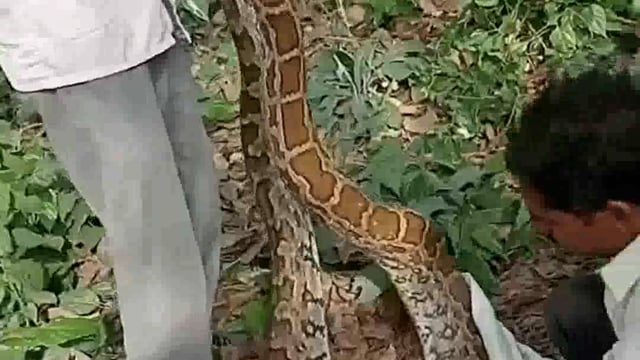 अजगर निकलने से गांव में दहशत, बकरी के बच्चे को बनाया निवाला।