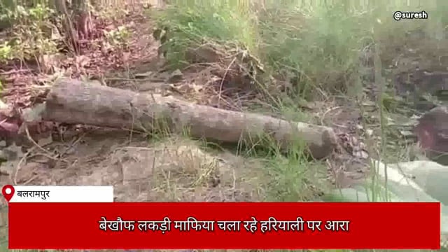 बलरामपुर बेखौफ लकड़ी माफिया चला रहे हरियाली पर आरा, देखें पूरी खबर