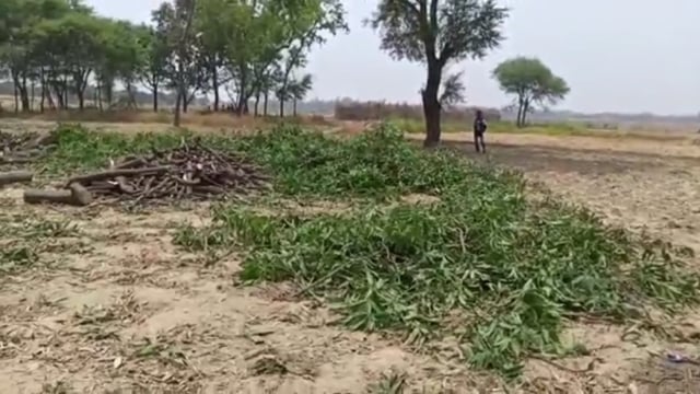 वन विभाग हुए सुस्त वन माफिया हुए मस्त