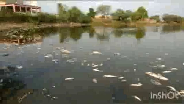 अज्ञात इसमाने विष प्रयोग करून शेकडो मासोळ्याचे घेतले प्राण