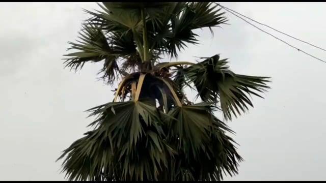 अल्लीपुर गांव में बज्रपात होने से एक मवेशी की हुई मौत
