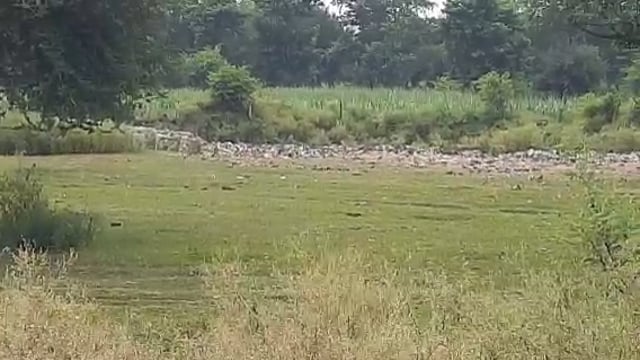 ग्राम पंचायत चौकड़िया के चारों बाबा स्थान पर कूड़े का लगा ढेर फैल रहा  प्रदूषण व गंदगी है