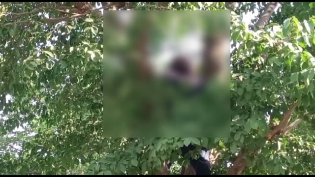 शहजादपुर रावण मैदान के पास पेड़ से लटकता मिला शव, नहीं हो सकती शिनाख्त, पुलिस जांच में जुटी