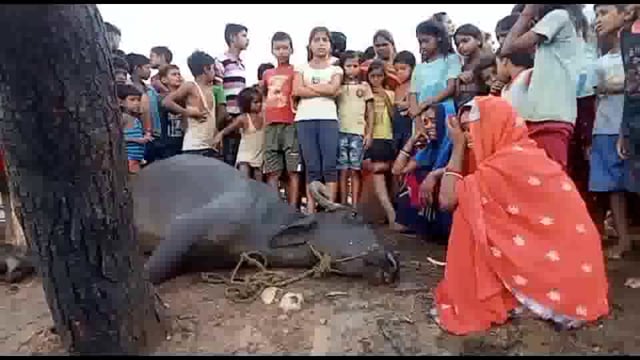 कौशलपुर गांव में वज्रपात की चपेट में आने से एक भैंस की हुई मौत परिवार द्वारा प्रशासन से लगाई गई मदद की गुहार
