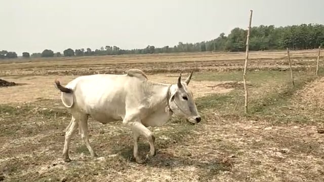 रुपईडीहा बहराइच। भारत नेपाल  गोवंशो की तस्करी बड़े पैमाने पर किया जा रहा है। बताया जाता है कि इस भीषण गर्मी में आवारा गा