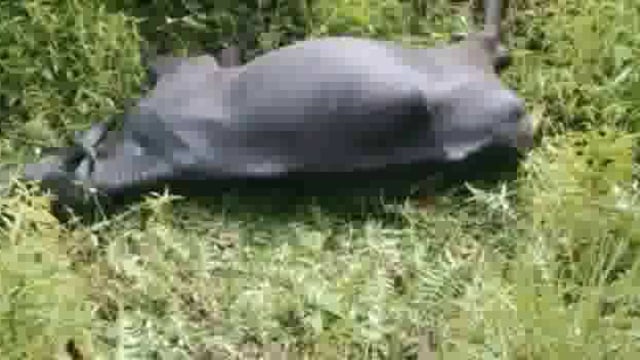 सतमी में वज्रपात होने से एक पशु की हुई मौत 


