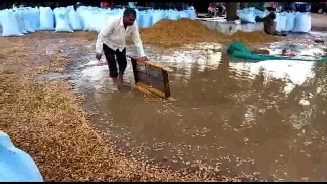 झाँसी:अचानक हुई तेज बारिश से किसानों की मूंगफली पानी में तैरती आई नजर