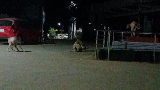 सिंदेवाही येथील आझाद चौक परिसरात  रात्रो कुत्र्यामुळे दुर्घटनेची शक्यता