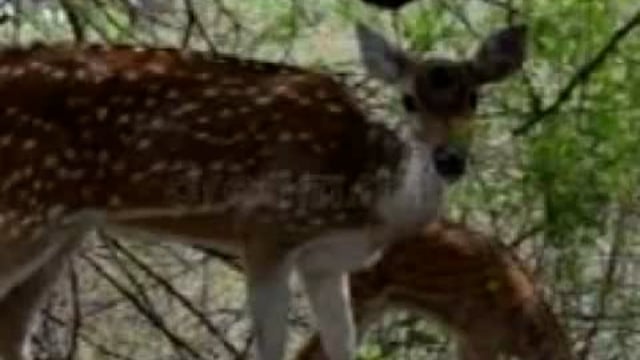 मरेगाव तुकुम यथील जंगलातील तलाव जवळ वीज पडून तीन चितळ ठार. 