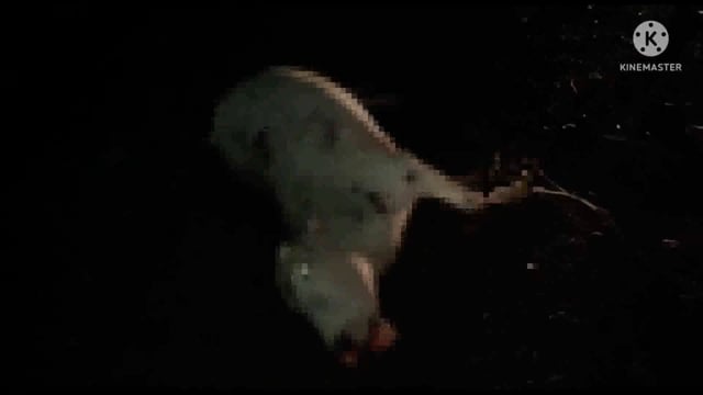 अज्ञात वाहन की ठोकर से 3 गोवंश की मौत दो घायलः