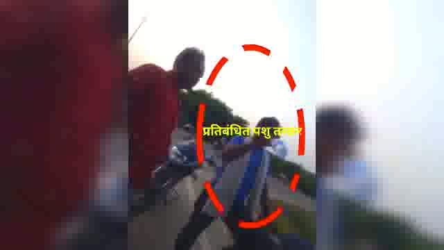 तहसील नानपारा पुलिस व एसएसबी के नाक के नीचे भारत से नेपाल पशु तस्करी करने वाला शक्स पुलिस के गिरफ्त से दूर,
