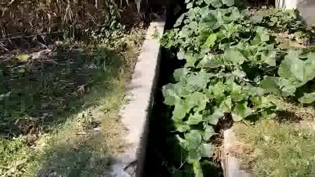 सिद्धार्थनगर जिले के रमवापुर मे साफ सफाई न होने से गंदगी का अंबार 