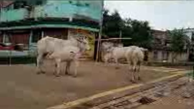  रस्त्यावरील मोकाट जनावरांचा बंदोबस्त करा. 