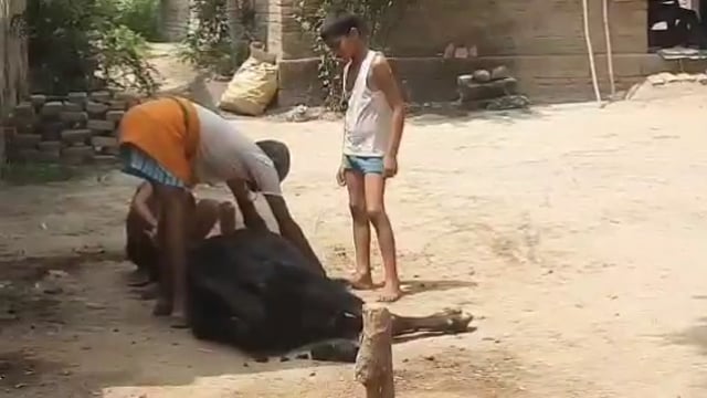 सिमरा शेखपुर में ब्लड के तार से कटकर घायल भी इधर-उधर घूम रही छोटा गाय लोगों द्वारा कराया गया उपचार