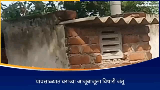 पावसाळा सुरू होताच गाव परिसरात विषारी जंतूंचा विळखा, विषारी साप आढळला शौचालयाचा खपात 